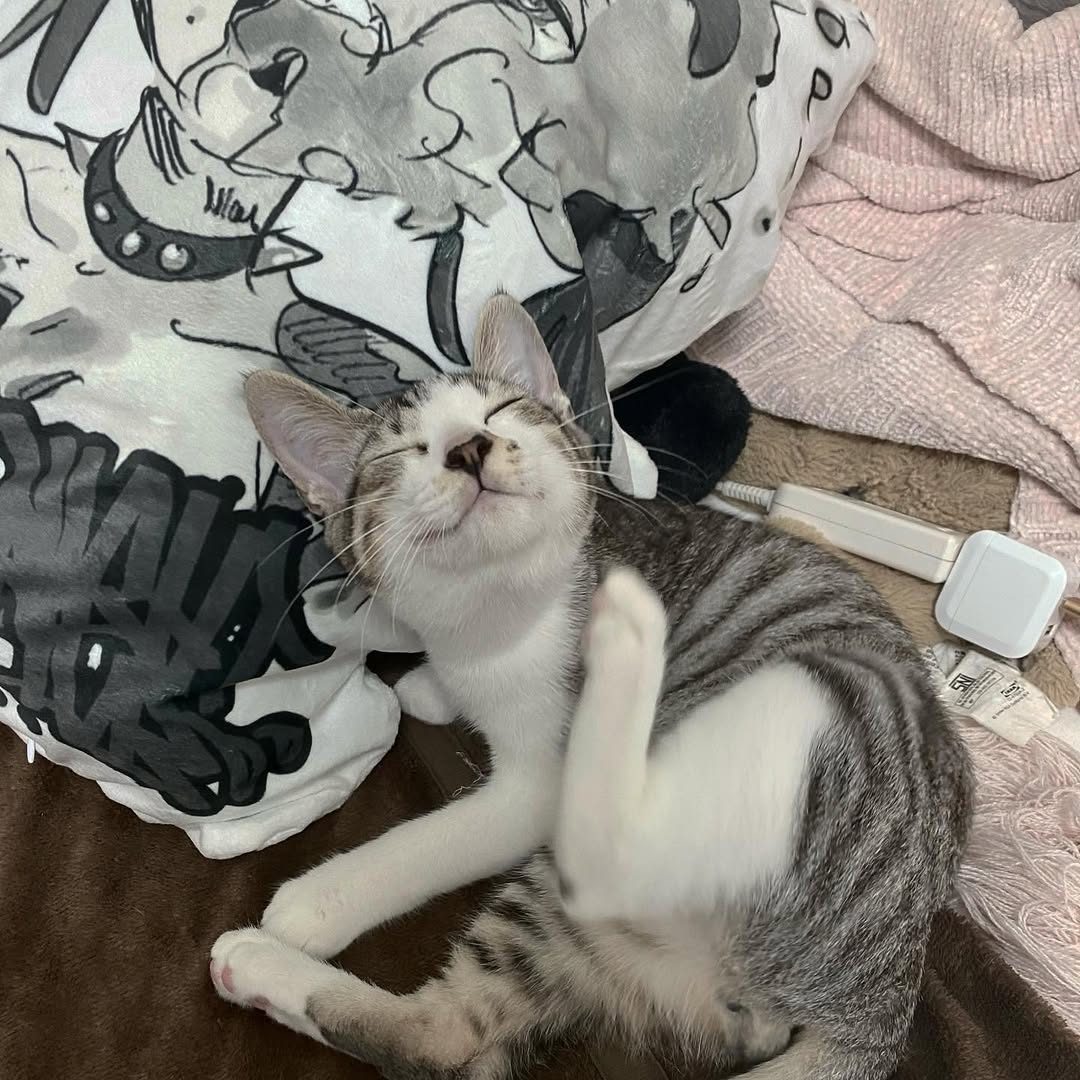 なつめ