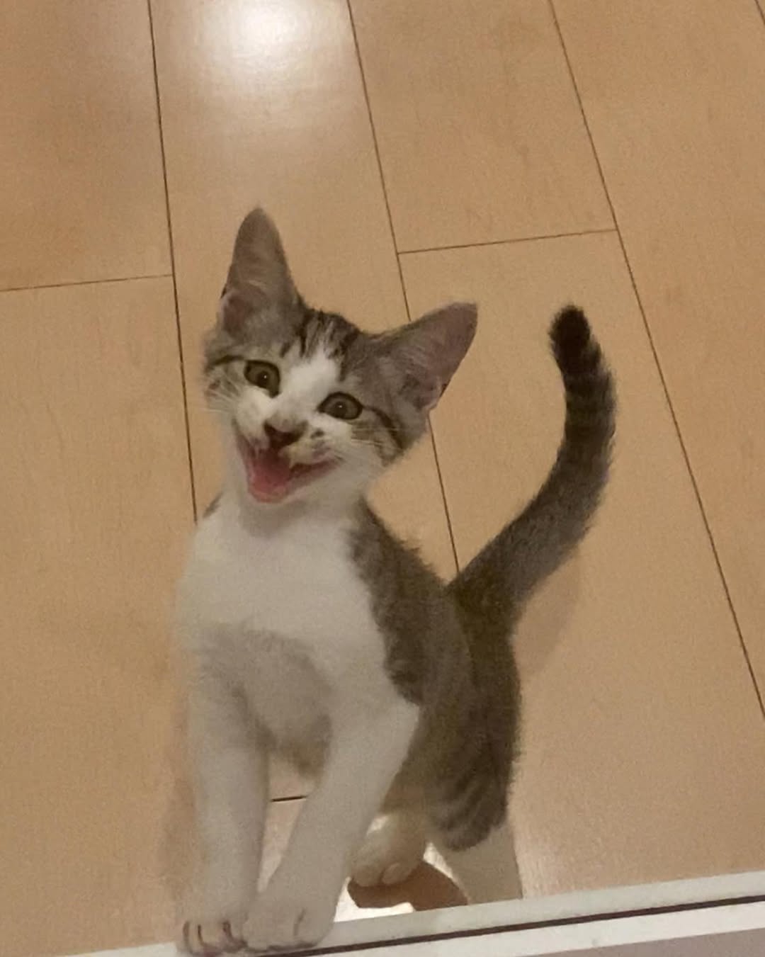 なつめ