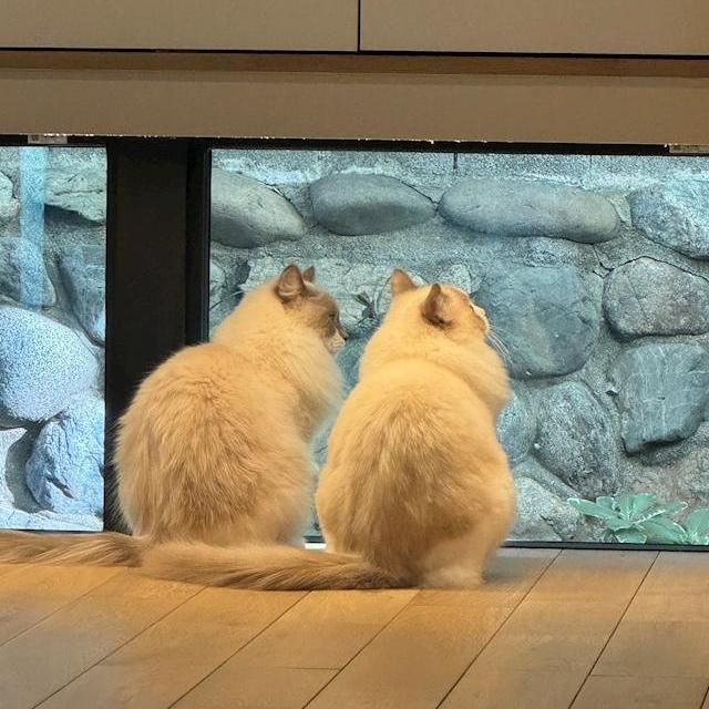 ままっきー[スタッフ]