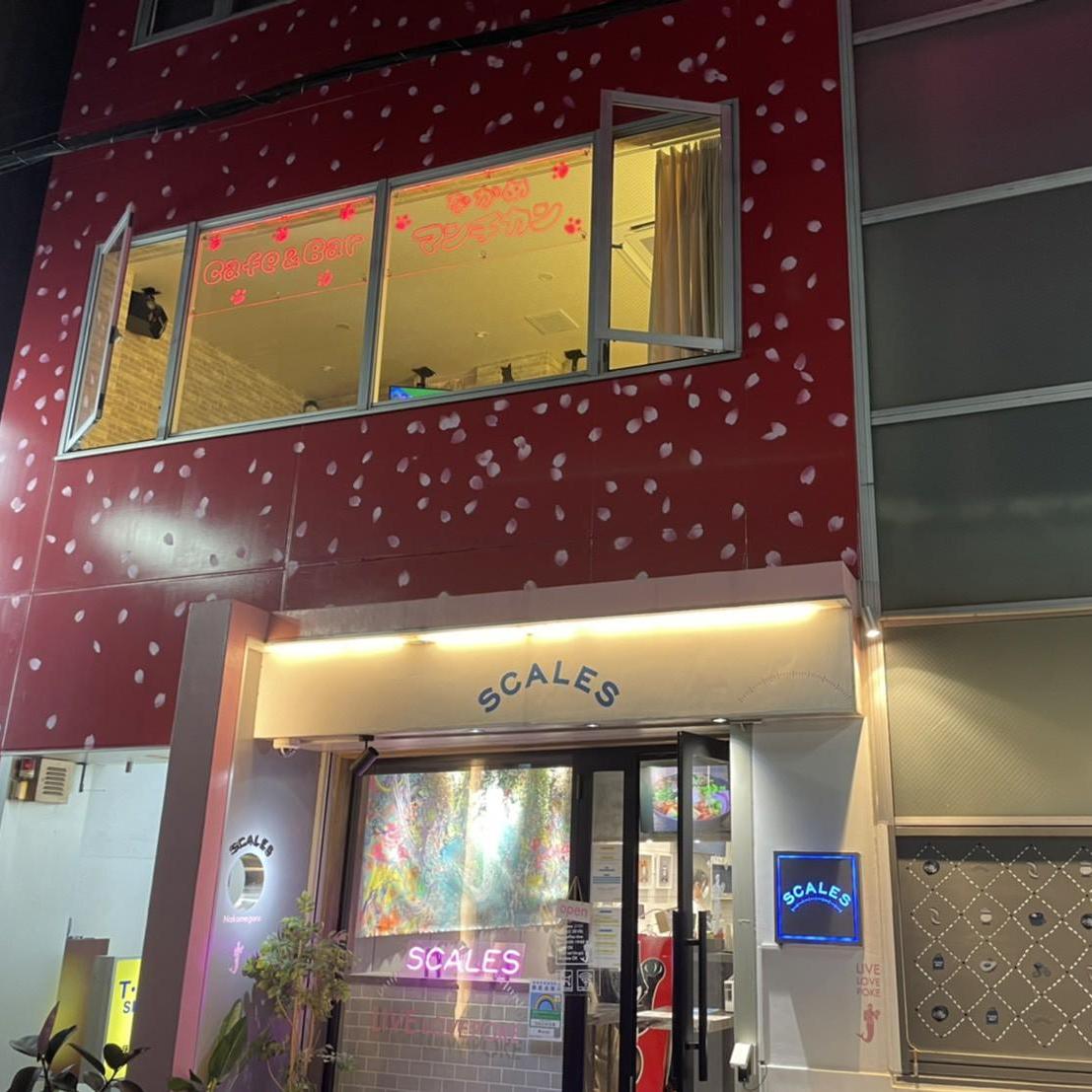 なかめ マンチカン